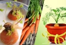 International Carrot Day 4 April