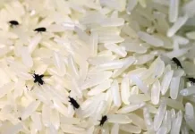 Beberapa Cara Mengusir Kutu Beras