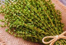 Daun Thyme, Herbal yang Diburu