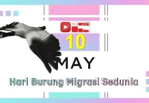 Perayaan Unik 11 Mei Hari Burung Bermigrasi Sedunia