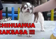 Peringatan Unik Hari Apresiasi Anjing Chihuahua