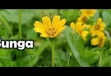 Sejarah Peringatan Hari Flower Day