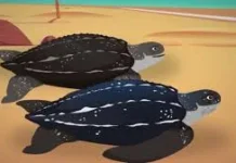 Hari Penyu dan Kura-kura Sedunia (World Turtle Day)