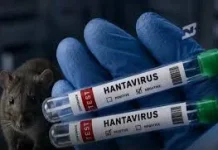 [Hoaks] Video Tikus Terinfeksi Hantavirus Disebar dengan Truk