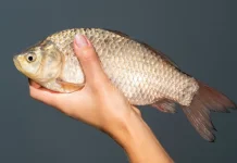 Ini Cara Tepat Simpan Ikan Nila di Kulkas Supaya Awet