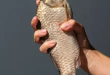 Ikan Nila Baik untuk Ibu Menyusui