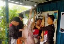Rayakan Idul Adha, Karang Taruna Kota Batam Gelar Kegiatan Qurban
