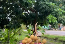 Kaya Khasiat namun Ada Efek Sampingnya, Kenali Musim Buah Kelengkeng