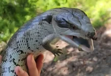 Reptil itu Unik? Ini Buktinya !