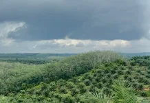 Yuk Intip Batas Usia Produktif Pohon Kelapa Sawit