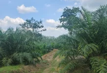 Strategi Pemulihan Lahan Pasca Batas Usia Pohon Kelapa Sawit