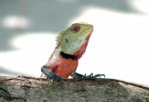Apa Reptil yang Mudah Ditemui?