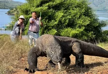 Predator Dominan, Komodo Bisa Capai Berat Lebih Dari 70 Kilogram