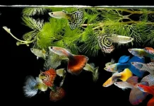 Mudah Dirawat dan Dikembangbiakkan, Coba Pelihara Ikan Guppy
