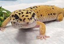 Gecko Bisa Melihat dalam Gelap?