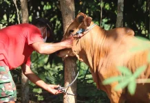 Tradisi Kurban, Jejak Panjang Perayaan Idul Adha