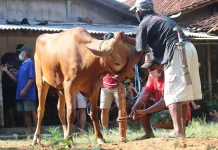 Tradisi Idul Adha Nusantara: Dari Meugang Aceh hingga Gotong Royong di Kampung