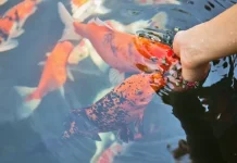 Pakan Ikan Hias Tidak Boleh Sembarangan, Ini Caranya