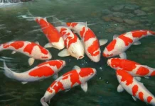 Ikan Koi, Lambang Kemakmuran dan Ketekunan