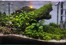 Hobi Keindahan Aquarium, Apa Itu Aquascape?