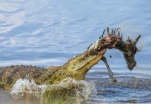 Bagaimana Reptil Menyeimbangkan Ekosistem?