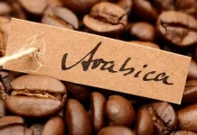 Arabika Jadi Primadona Diantara Jenis Kopi Lainnya?