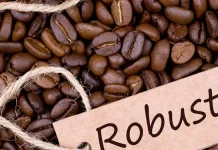 Mengapa Robusta Mengandung Banyak Kafein?