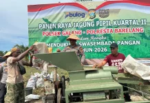 Lahan 2 Hektare di Galang Hasilkan 10 Ton Jagung untuk Dukung Ketahanan Pangan