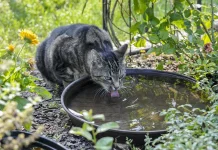 Pentingnya Minum Air Putih Setiap Hari