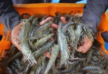 [Hoaks] Tautan Pendaftaran Bantuan Bibit Udang Gratis 2026
