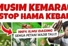 Sejarah Peringatan Hari Hama Sedunia