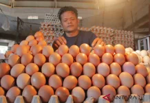 [Hoaks] BGN Impor Ratusan Juta Butir Telur dari China