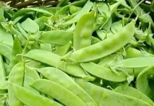 Kacang Kapri dan Manfaatnya untuk Kesehatan