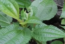 Ragam Manfaat Daun Pohpohan Bagi Kesehatan