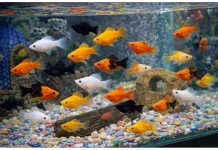 10 Ikan Galon yang Mudah Dipelihara