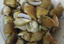 Mengenal Gonggong, Hidangan Laut Khas Kepulauan Riau