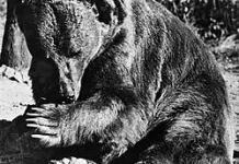Wojtek: Beruang yang Menjadi Prajurit Polandia di Perang Dunia II (Bagian 1)