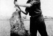 Perang Emu 1932: Saat Militer Australia Dikerahkan Menghadapi Ribuan Burung Emu