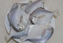 Beragam Manfaat Ikan Bawal bagi Kesehatan
