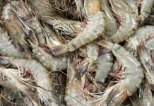 Cara Tepat Mengolah Udang agar Tidak Amis dan Tetap Segar