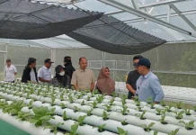 Greenhouse Warga Rempang Binaan PT MEG Tarik Perhatian Bappeda