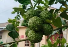Berbagai Manfaat Bergamot untuk Kesehatan
