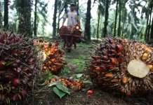 Produk Turunan Sawit Dinilai Punya Prospek Besar