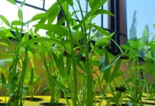 Kangkung Bisa Dipanen Berulang Kali, Begini Caranya