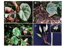 Peneliti BRIN Temukan Begonia hattae, Spesies Baru Penghormatan untuk Bung Hatta