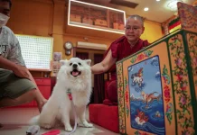 Kuil Buddha di Singapura Gelar Pemberkatan Hewan Peliharaan