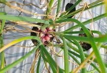 BRIN Kembangkan Bawang Merah untuk Dataran Rendah, Klaim Tembus 15 Ton per Hektare