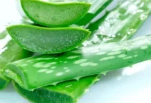 Manfaat Masker Lidah Buaya untuk Wajah