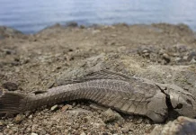 Misteri Ikan Sapu-Sapu Hidup Lagi usai Kekeringan