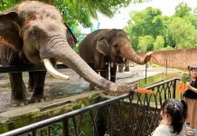 Gajah Punya Hari Internasional Yuk Simak !